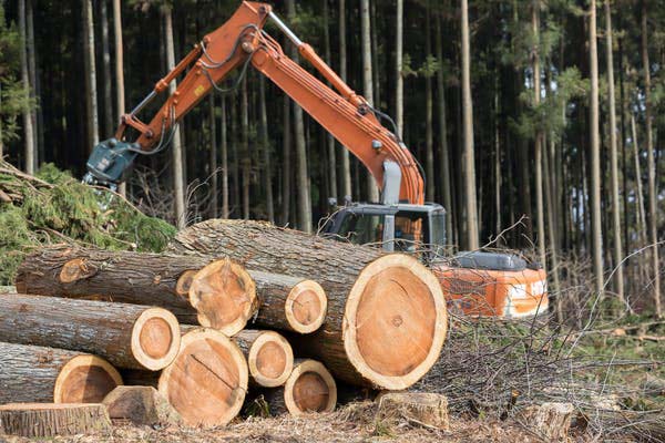 山林伐採工事 伐根 伐開除根作業
