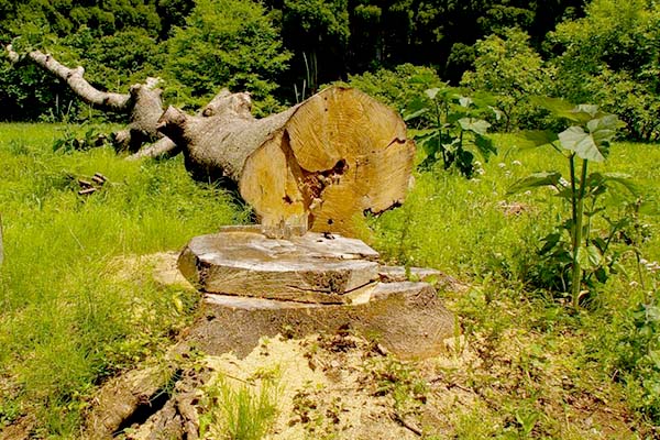 大木切り 伐根 伐開除根作業