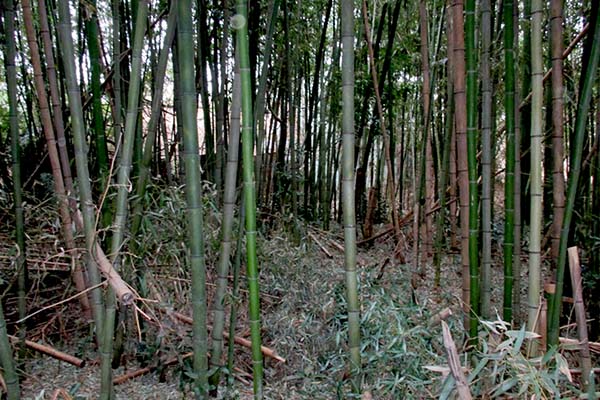 竹林伐採 竹藪伐採工事 伐根 伐開 除根作業